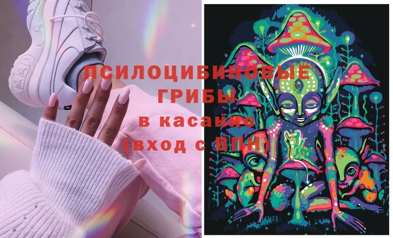 Псилоцибиновые грибы Cubensis  Камень-на-Оби 